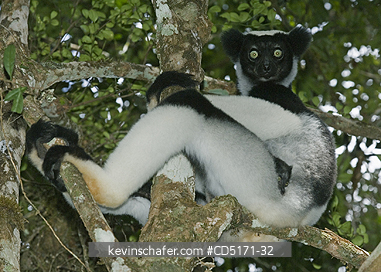 LEMURS: Indri Lemur (Indri indri), WILD, Andasibe-Mantadia National Park, Perinet Reserve, Madagascar, August 2006