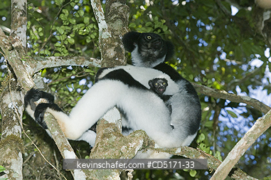 LEMURS: Indri Lemur (Indri indri), WILD, Andasibe-Mantadia National Park, Perinet Reserve, Madagascar, August 2006