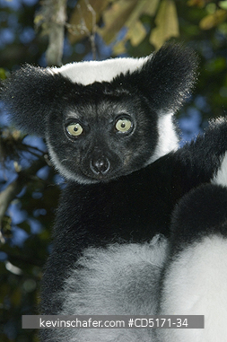 LEMURS: Indri Lemur (Indri indri), WILD, Andasibe-Mantadia National Park, Perinet Reserve, Madagascar, August 2006