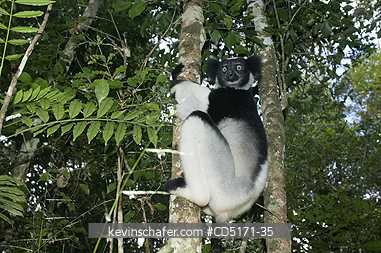 LEMURS: Indri Lemur (Indri indri), WILD, Andasibe-Mantadia National Park, Perinet Reserve, Madagascar, August 2006