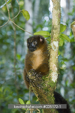 LEMURS: Red-bellied Lemur (Eulemur rubriventer) Female, Andasibe-Mantadia National Park, Madagascar, WILD
