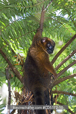 LEMURS: Red-bellied Lemur (Eulemur rubriventer) Female, feeding in a fern tree, Andasibe-Mantadia National Park, Madagascar, WILD