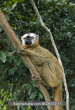 LEMURS: Brown Lemur (Eulemur fulvus) Andasibe-Mantadia National Park, Perinet Reserve, Madagascar, August 2006