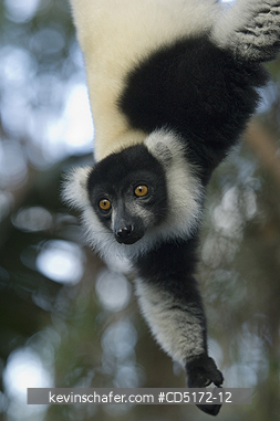 LEMURS: Black and White Ruffed Lemur (Varecia variegata), Andasibe-Mantadia National Park, Madagascar, Captive
