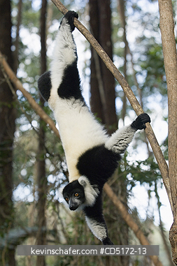 LEMURS: Black and White Ruffed Lemur (Varecia variegata), Andasibe-Mantadia National Park, Madagascar, Captive