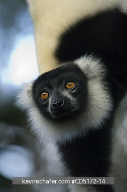 LEMURS: Black and White Ruffed Lemur (Varecia variegata), Andasibe-Mantadia National Park, Madagascar, Captive