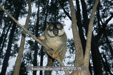 LEMURS: Brown Lemur (Eulemer fulvus), Andasibe-Mantadia National Park, Perinet Reserve, Madagascar, August 2006