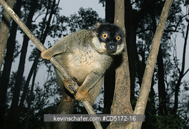 LEMURS: Brown Lemur (Eulemur fulvus), Andasibe-Mantadia National Park, Perinet Reserve, Madagascar, August 2006