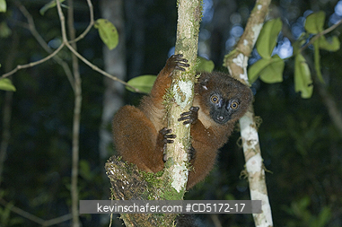 LEMURS: Red-bellied Lemur (Eulemur rubriventer), Andasibe-Mantadia National Park, Madagascar, WILD