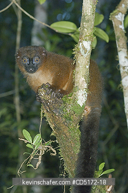 LEMURS: Red-bellied Lemur (Eulemur rubriventer), Andasibe-Mantadia National Park, Madagascar, WILD