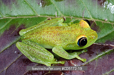FROGS: Viridian Tree Frog (Boophis viridis), Andasibe-Mantadia National Park, Perinet Reserve, Madagascar, WILD , August 2006