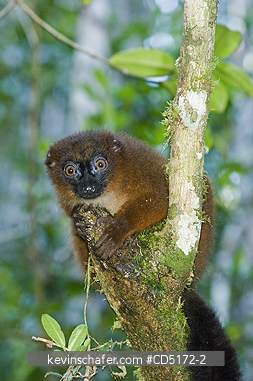 LEMURS: Red-bellied Lemur (female) (Eulemur rubriventer), Andasibe-Mantadia National Park, Madagascar, August 2006, WILD