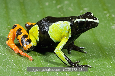 FROGS: Painted Mantella Frog (Mantella madagascariensis), Andasibe-Mantadia National Park, Madagascar, Captive