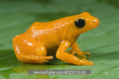 FROGS: Golden Mantella Frog (Mantella aurantiaca) Endangered, Andasibe-Mantadia National Park, Madagascar