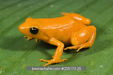 FROGS: Golden Mantella Frog (Mantella aurantiaca) Endangered, Andasibe-Mantadia National Park, Madagascar
