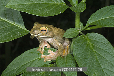 FROGS: Giant (White-lipped) Tree Frog (Boophis albilabris) Captive, Ranomafana National Park, Madagascar