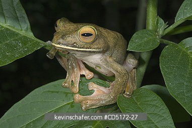 FROGS: Giant (White-lipped) Tree Frog (Boophis albilabris) Captive, Ranomafana National Park, Madagascar