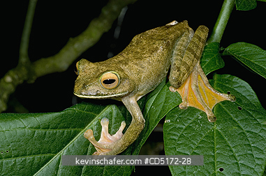 FROGS: Giant (White-lipped) Tree Frog (Boophis albilabris) Captive, Ranomafana National Park, Madagascar