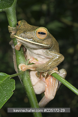 FROGS: Giant (White-lipped) Tree Frog (Boophis albilabris) Captive, Ranomafana National Park, Madagascar