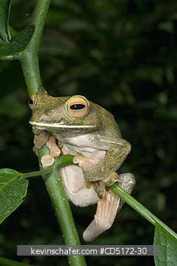 FROGS: Giant (White-lipped) Tree Frog (Boophis albilabris) Captive, Ranomafana National Park, Madagascar