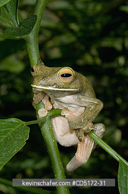 FROGS: Giant (White-lipped) Tree Frog (Boophis albilabris) Captive, Ranomafana National Park, Madagascar