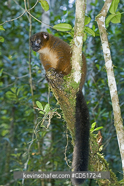 LEMURS: Red-bellied Lemur (female) (Eulemur rubriventer), Andasibe-Mantadia National Park, Madagascar, August 2006, WILD