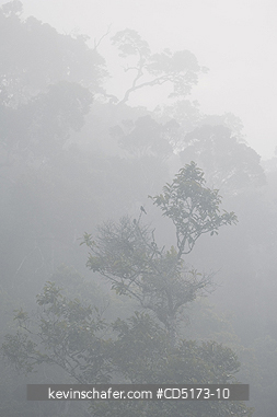 MADAGASCAR: Fog over rainforest, Andasibe-Mantadia National Park, Perinet Reserve, Madagascar, August 2006, wild.