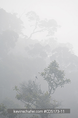 MADAGASCAR: Fog over rainforest, Andasibe-Mantadia National Park, Perinet Reserve, Madagascar, August 2006, wild.