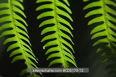 MADAGASCAR: Fern leaves detail, Andasibe Mantadia National Park / Perinet Reserve, Madagascar, August 2006, Wild