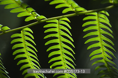 MADAGASCAR: Fern leaves detail, Andasibe Mantadia National Park / Perinet Reserve, Madagascar, August 2006, Wild