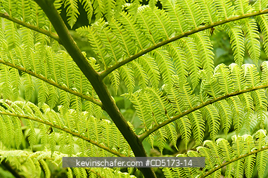 MADAGASCAR: Tree Fern Frond in rainforest, Andasibe-Mantadia National Park, Perinet Reserve, Madagascar, August 2006, wild