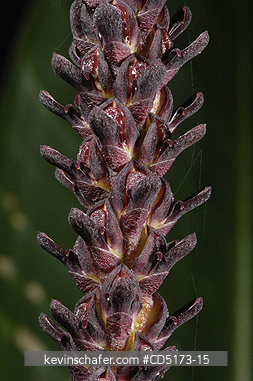 ORCHIDS: Wild Orchid (Bulbophyllum sp.), Analamazaotra / Perinet Reserve, Madagascar