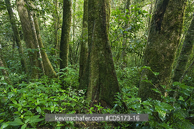 MADAGASCAR: Primary Rainforest Interior, Andasibe-Mantadia National Park, Madagascar