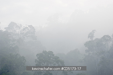 MADAGASCAR: Fog over rainforest, Andasibe-Mantadia National Park, Perinet Reserve, Madagascar, August 2006, wild.