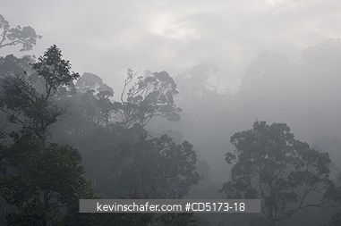 MADAGASCAR: Fog over rainforest, Andasibe-Mantadia National Park, Perinet Reserve, Madagascar, August 2006, wild.