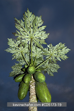 MADAGASCAR: Papaya plant with fruit, Madagascar