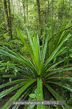 MADAGASCAR: Pandanus grows on floor of Montane Rainforest, Andasibe-Mantadia National Park, Madagascar, August 2006