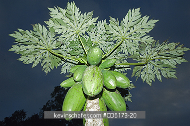 MADAGASCAR: Papaya plant with fruit, Madagascar
