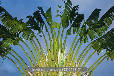 TREES: Travelers Tree, Endemic plant of Madagascar (in banana family)