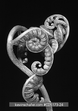 FERNS: Rainforest fern, Andasibe-Mantadia National Park, Madagascar, August 2006, WILD, Black and white.