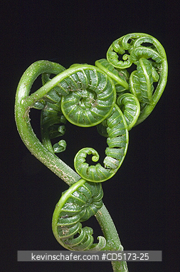 FERNS: Rainforest fern, Andasibe-Mantadia National Park, Madagascar, August 2006, WILD