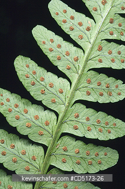 FERNS: Rainforest fern with spores, Andasibe-Mantadia National Park, Madagascar, August 2006, WILD