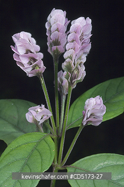 FLOWERS: Rainforest Flower, Andasibe-Mantadia National Park, Madagascar, WILD
