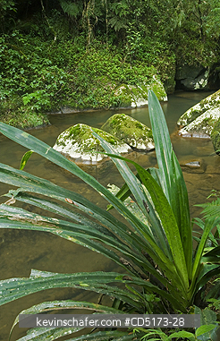 MADAGASCAR: Rainforest Stream, Andasibe-Mantadia National Park, Madagascar, WILD