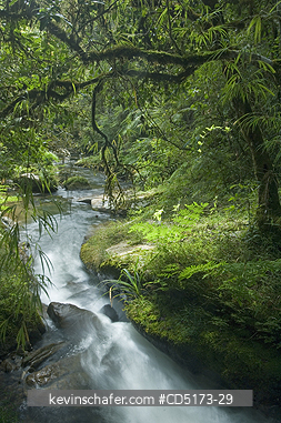 MADAGASCAR: Rainforest waterfall, Andasibe-Mantadia National Park, Madagascar, August 2006
