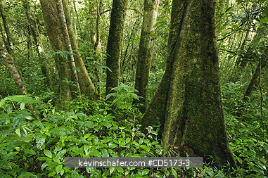 MADAGASCAR: Primary Rainforest Interior, Andasibe-Mantadia National Park, Madagascar