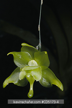 ORCHIDS: Wild Orchid (Aeranthes ramosa), Analamazaotra / Perinet Reserve, Madagascar