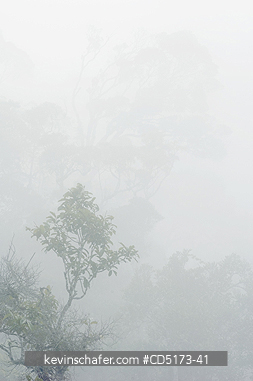MADAGASCAR: Fog over rainforest, Andasibe-Mantadia National Park, Perinet Reserve, Madagascar, August 2006, wild.