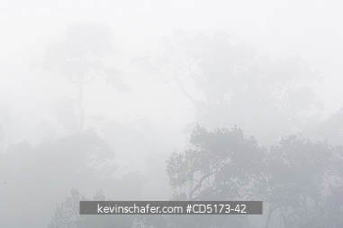 MADAGASCAR: Fog over rainforest, Andasibe-Mantadia National Park, Perinet Reserve, Madagascar, August 2006, wild.