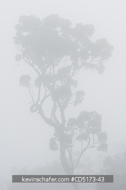 MADAGASCAR: Fog over rainforest, Andasibe-Mantadia National Park, Perinet Reserve, Madagascar, August 2006, wild.
